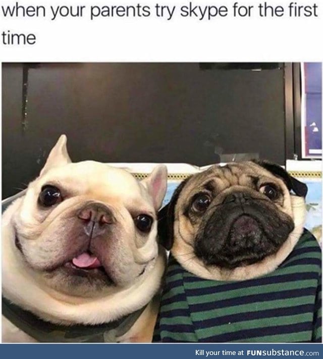 That pug looks so concerned about something