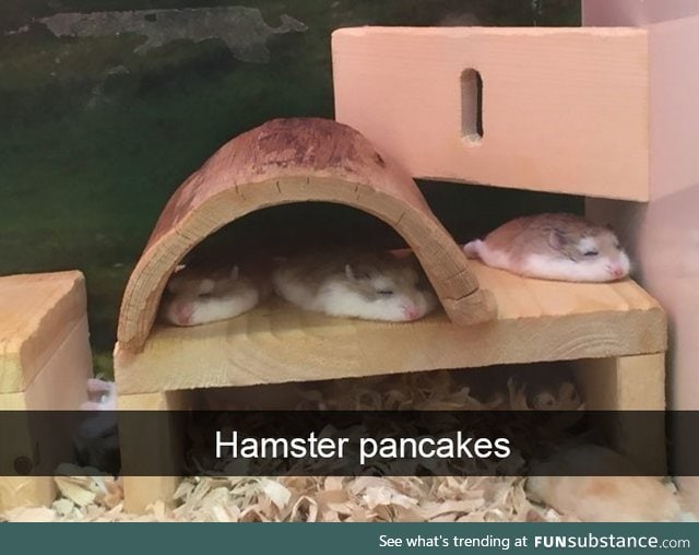 Squished hamsters