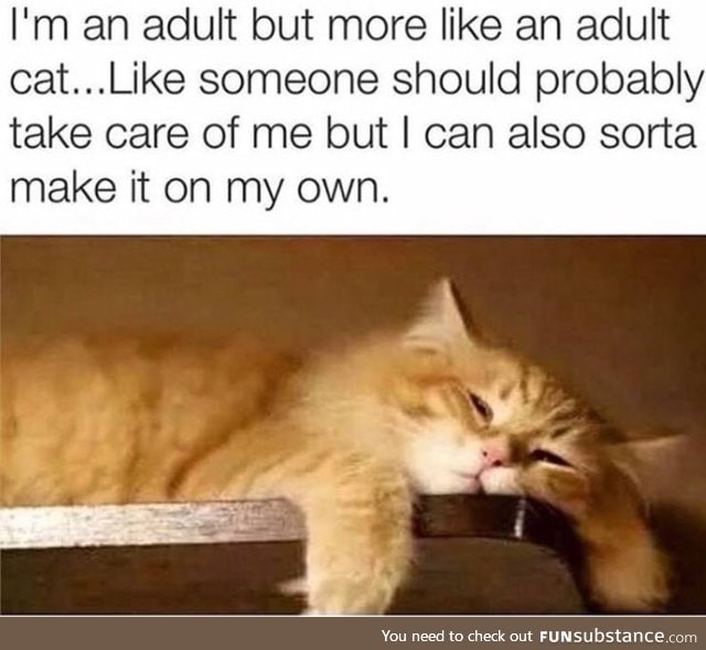 Adult cat