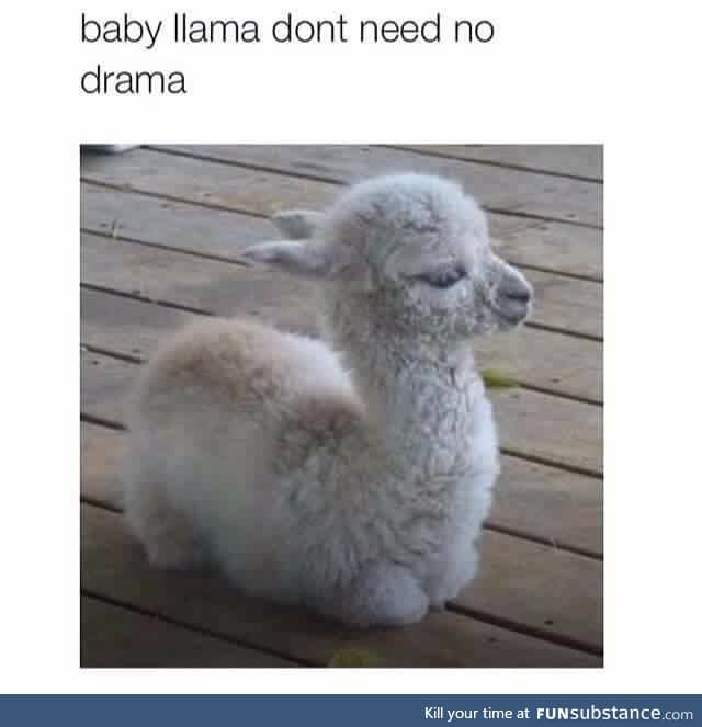 I want a baby llama
