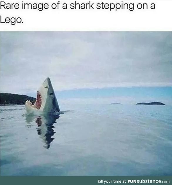 Poor shark