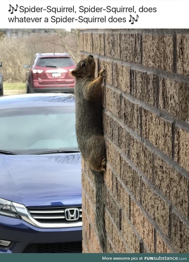 Squirrels defy gravity