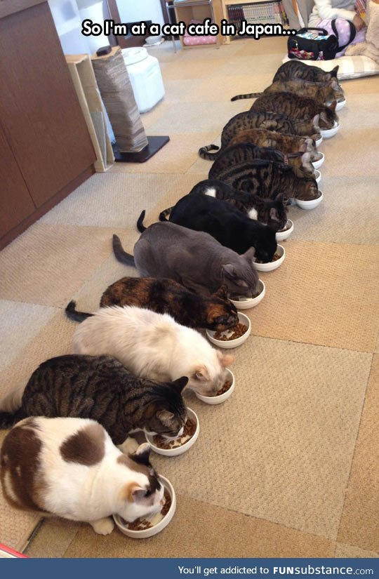 Kitty cafe in japan