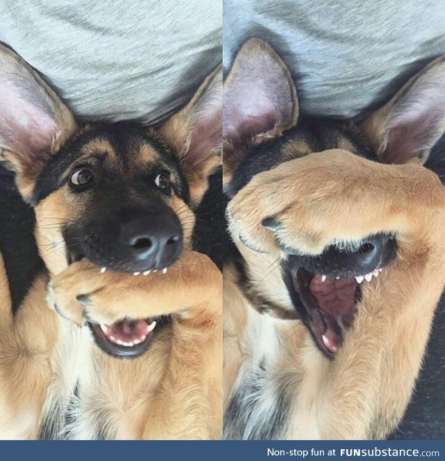 This dog looks like he just told a bad pun