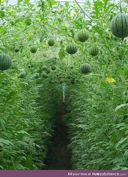 Yes, watermelons can grow in trees