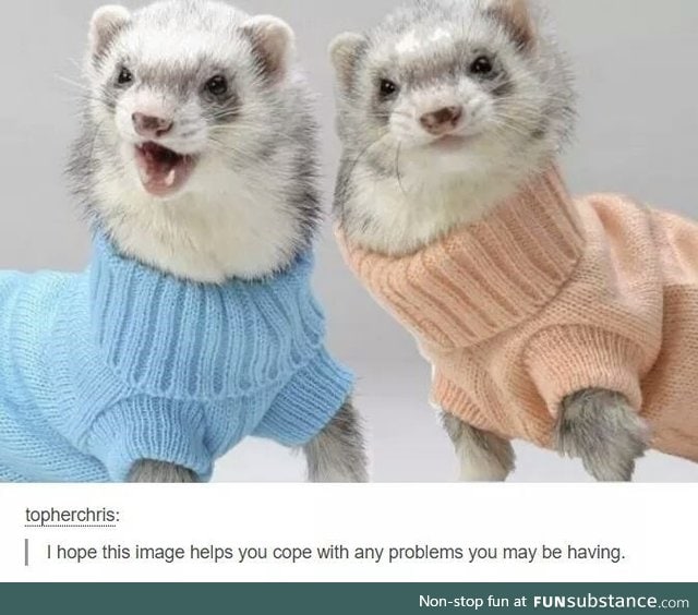 I want a ferret now