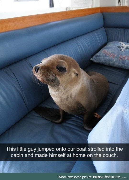 Intruder seal