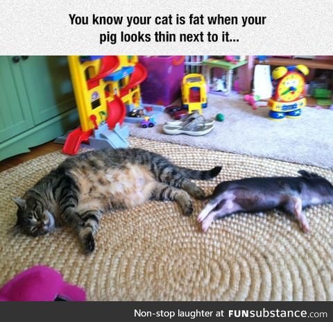 Day 17 of your daily dose of cat : The pig does look rather thin