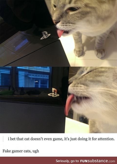 Day 18 of your daily dose of cat : Fake game cats