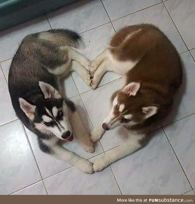 Husky love