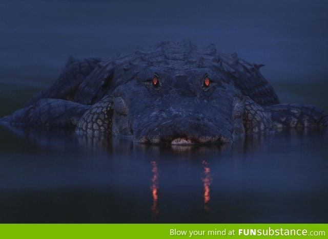 The Sunset Reflected in an Alligator's Eyes