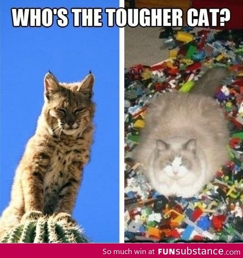 Which cat is tougher, you decide