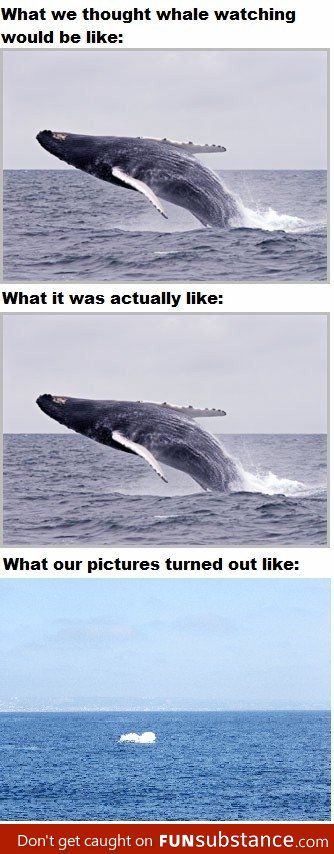 Whale Watching in a Nutshell