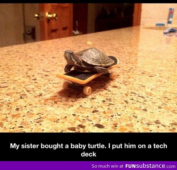 Athletic turtle