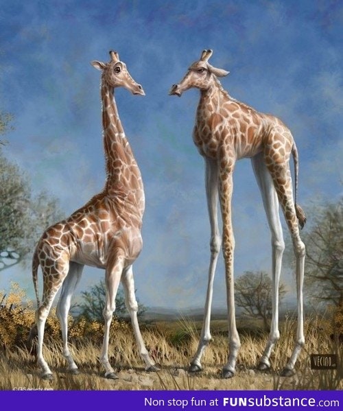What if giraffes had tall legs instead of necks?