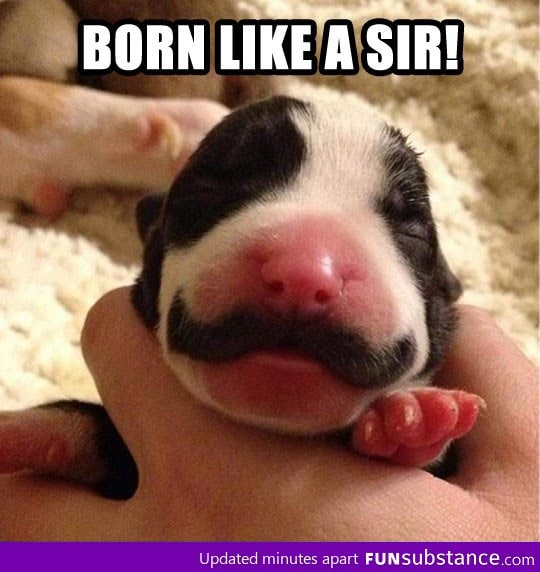 Born like a sir