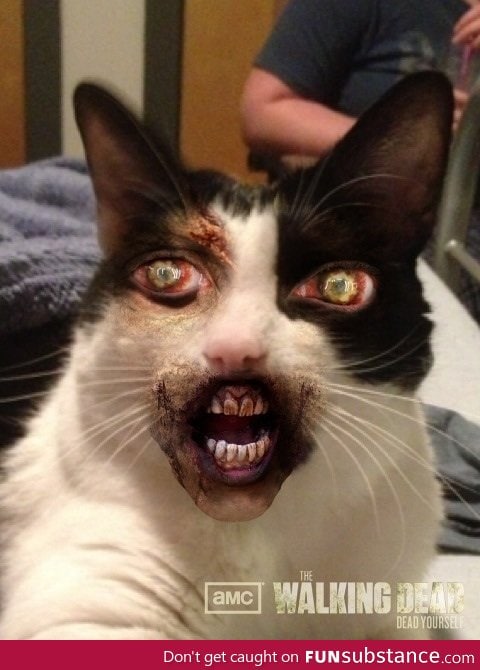 So I used the "dead yourself" app on my kitty