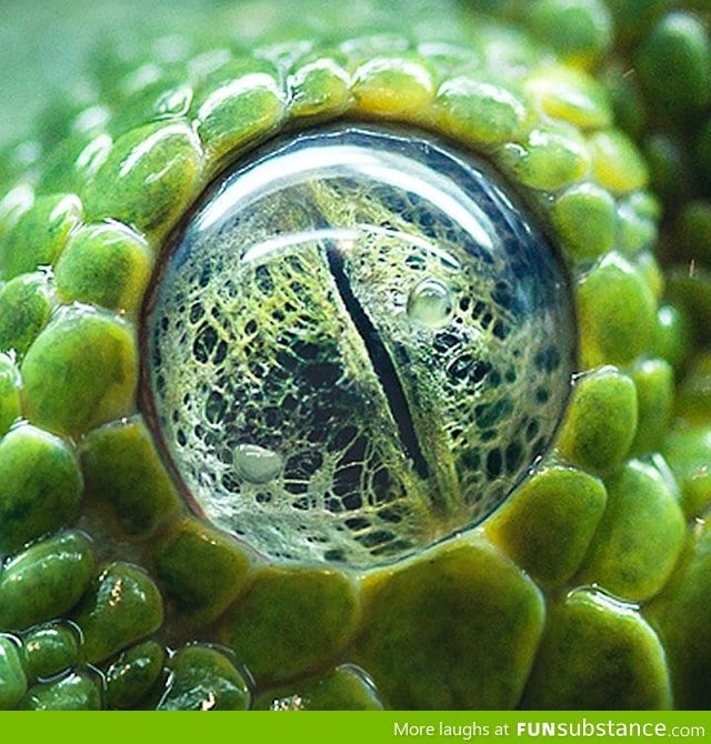 The eye of a green tree python