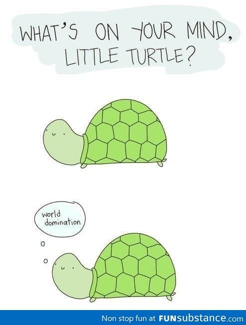 Oh little turtle