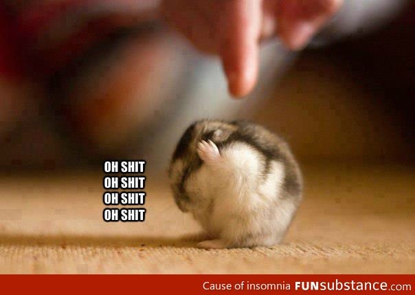 Cuteeee hamster!