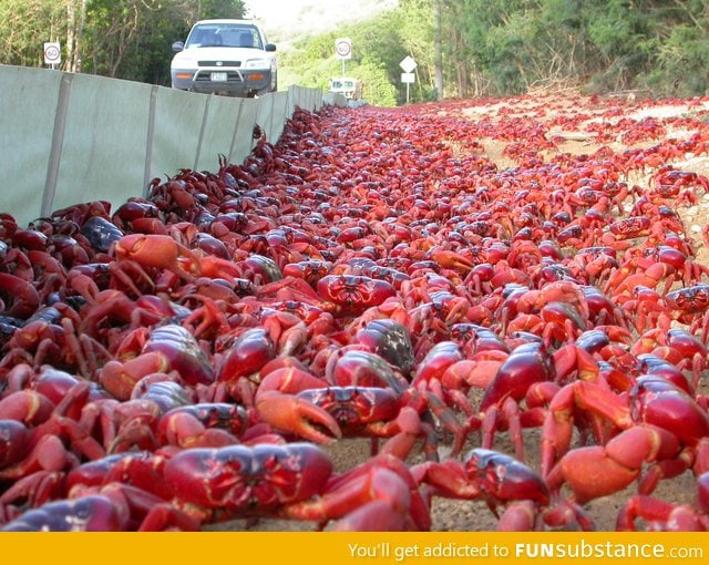 Yes those are Crabs, on Christmas island