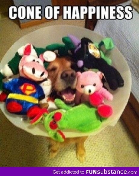 It's so much better than the cone of shame