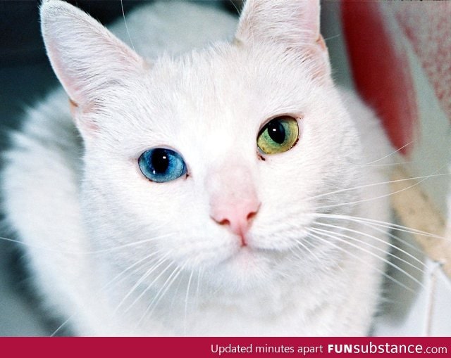 Cat with heterochromia iridum