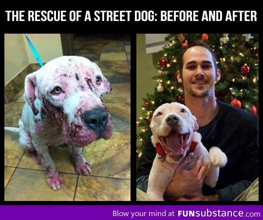 The rescue of a street dog