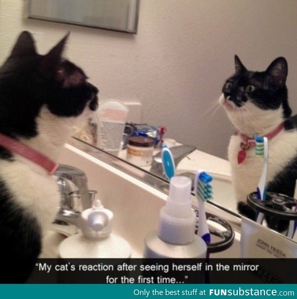 Cat and a mirror