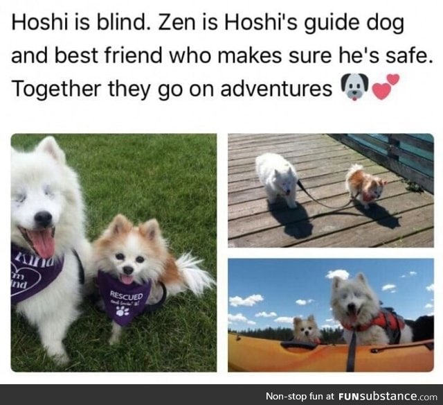 Blind dog gets a guide dog