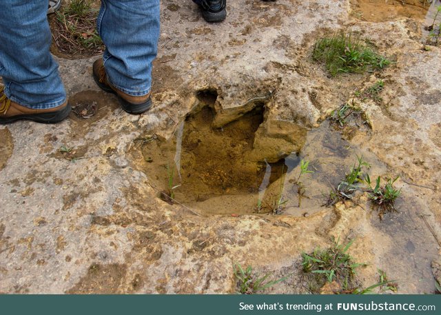 A dinosaur footprint