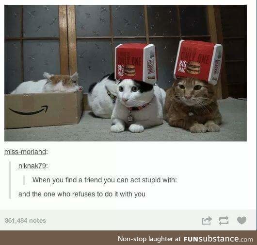 I am all of these cats