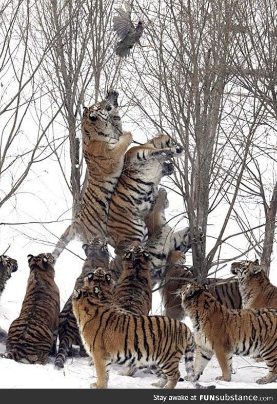 Eleven tigers vs. One scared bird