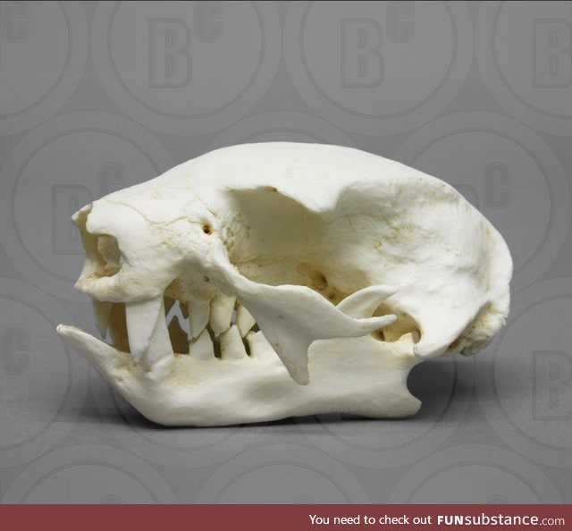 Pretty impressive skull for an animal like a sloth