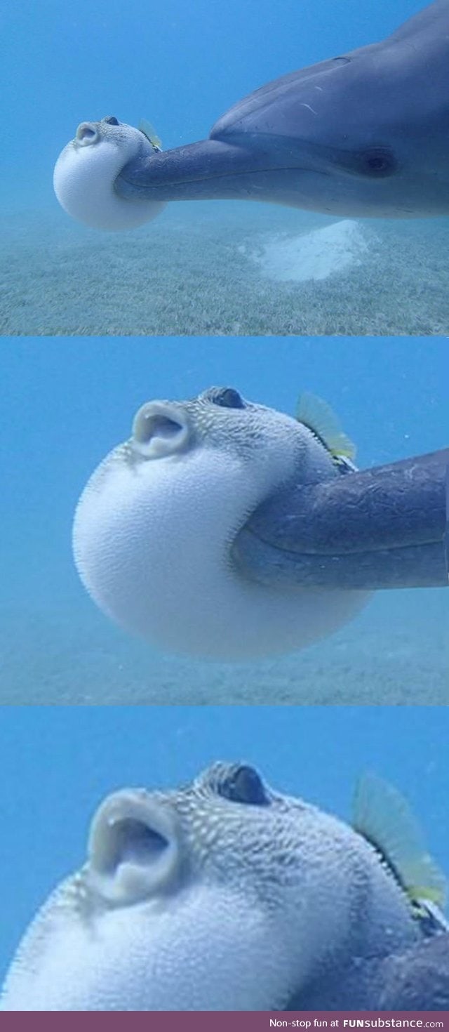 Baloon fish gets booped