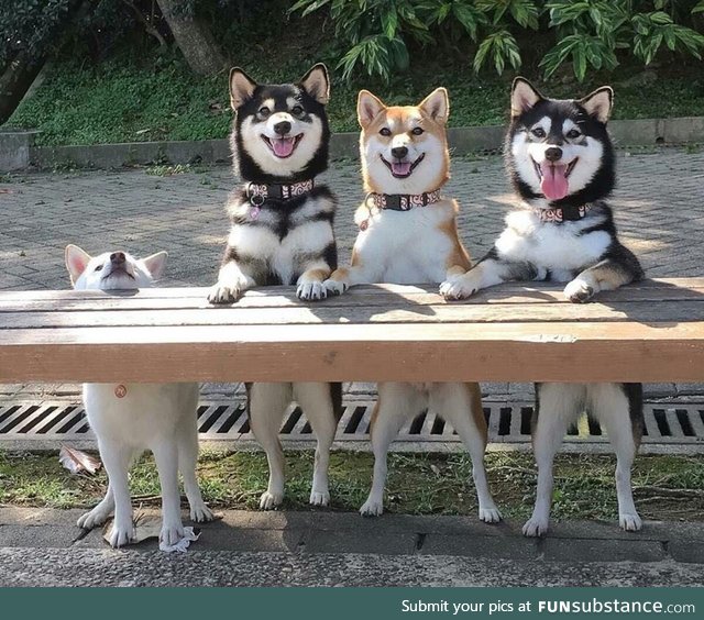 pupper on left does a VV Gud Try, All are VVvVvVvvv Goode BOYES!