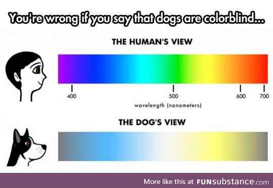 The Truth About A Dog's Eyes