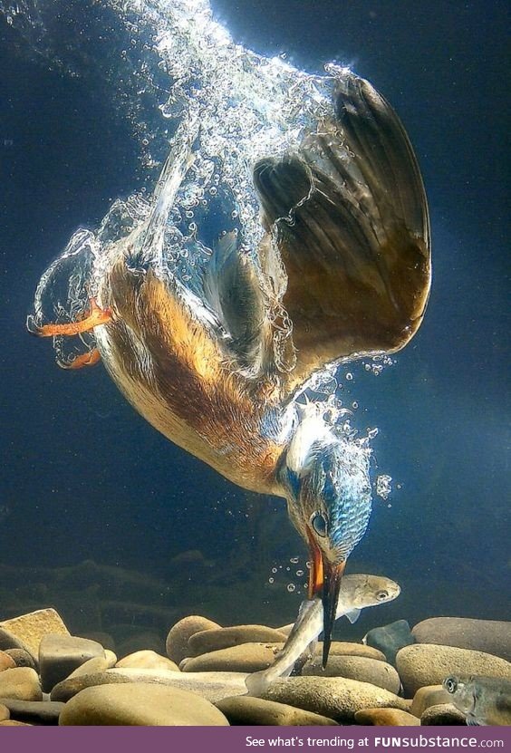 Best Shot of Kingfisher Diving