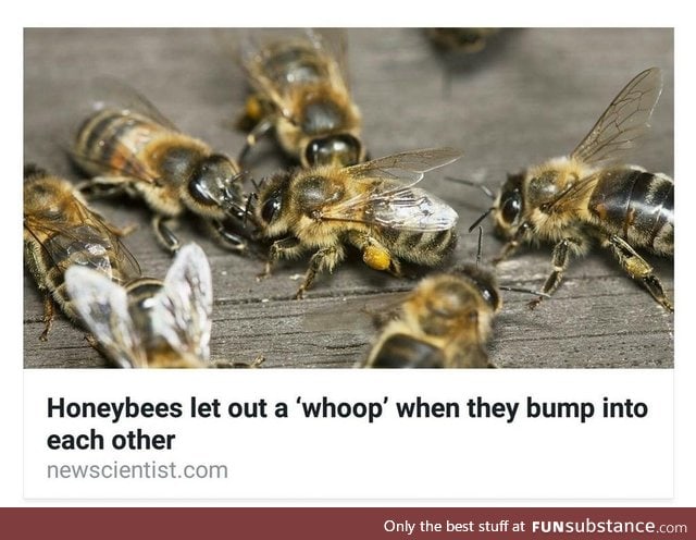 Don't mind me, I'm just a bumbling bee