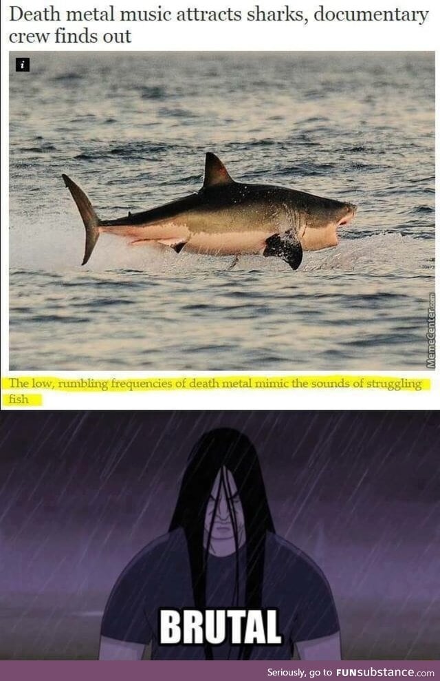 Sharks love metal music