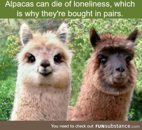 Alpacas need their partners