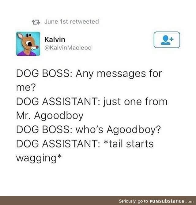 Dog Assistant