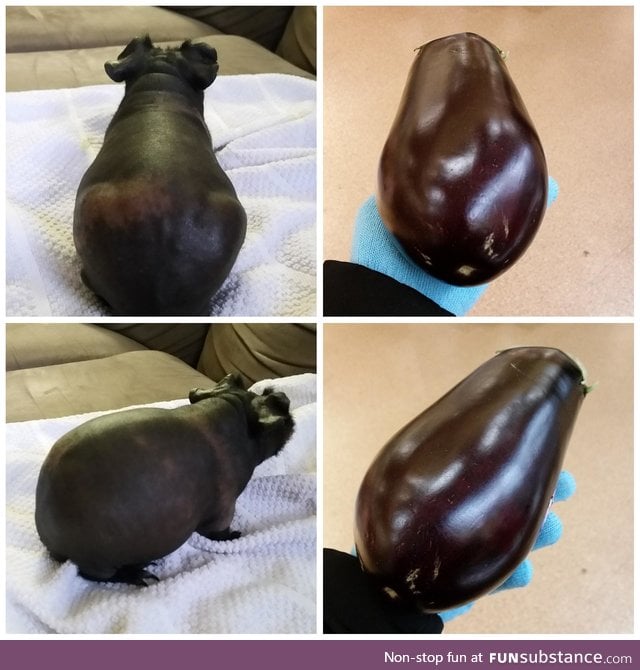 Hairless guinea pig totally looks like an eggplant