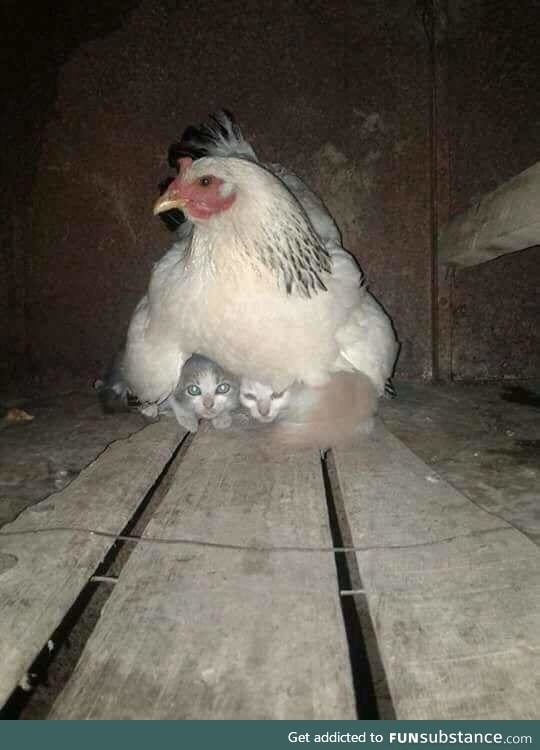 A hen guarding 2 kittens during a storm