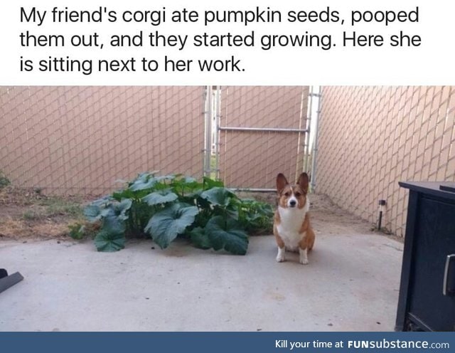 Corgi grew pumpkins