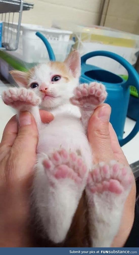 This kitten was born with snowshoes.