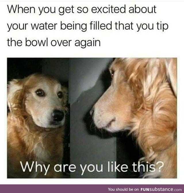 Dogs get anxiety too