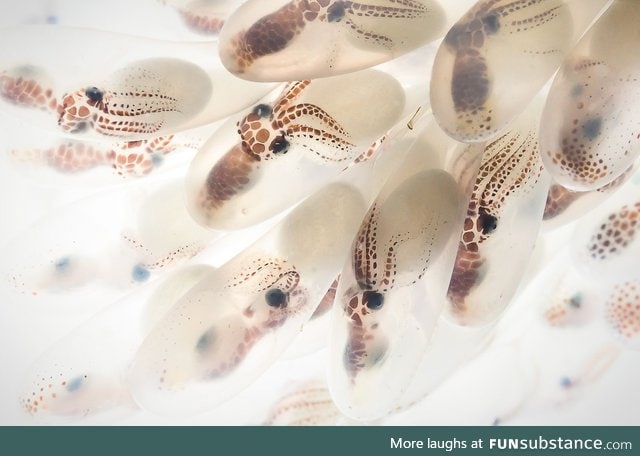 Backlit octopus eggs