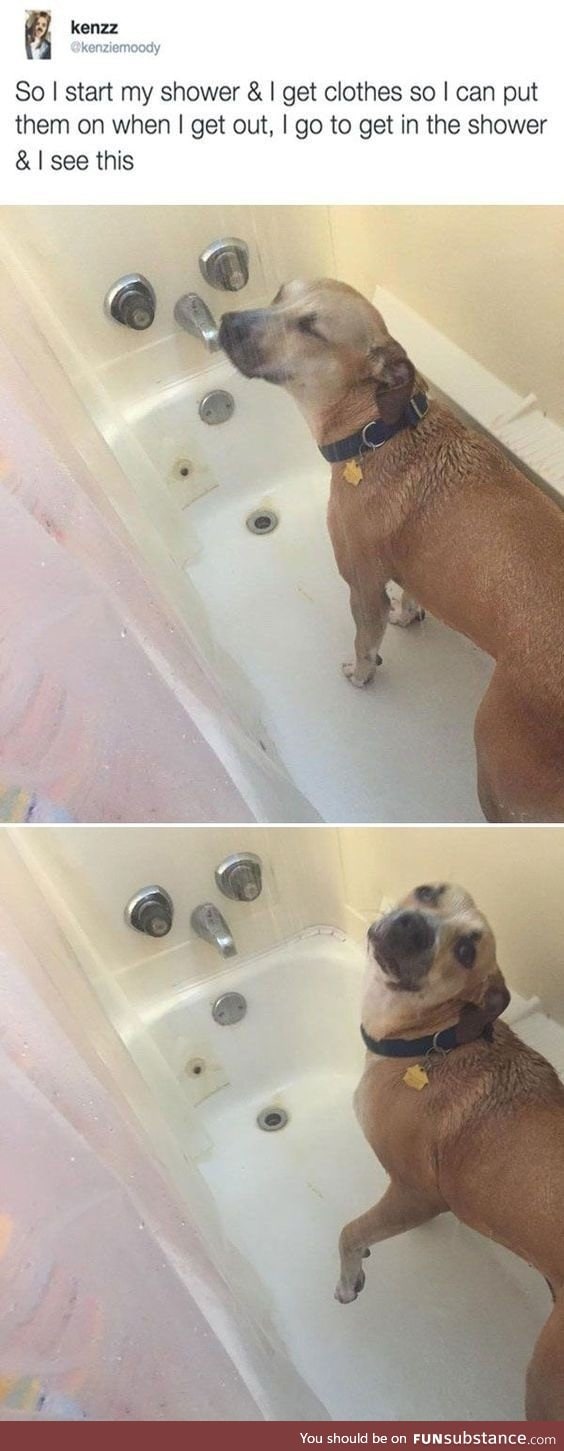 Doggo learns to shower too