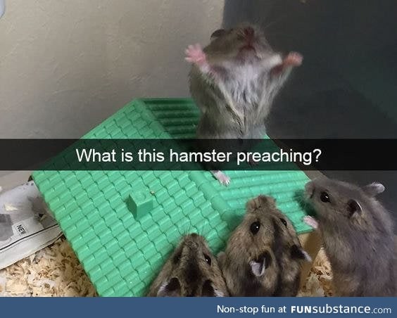Hamster the preacher!!
